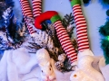 Haus Unkelbach xmas 2017 - Foto: NINA SIMONE PLUM